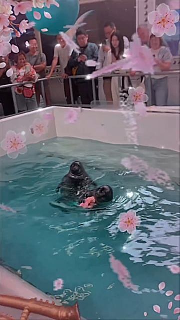 Пишите если хотите ещё видео с ними