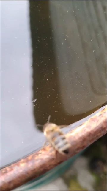 Дачное