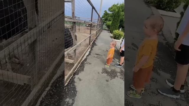 поездка в Казеевку семьёй / ресторан Козы и Розы впечатление