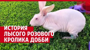 История уникального лысого кролика Добби