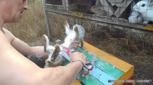 Стрижка кролика наведение маникюра педикюра и скарификация с дезинфекцией