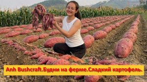 Anh Bushcraft. Будни на ферме. Сладкий картофель.