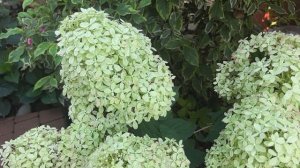 Какие нежные соцветия у этой гортензии, просто кружево!