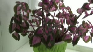 КОЛЕУС КОМНАТНЫЙ ЦВЕТОК ПЕРЕСАДКА И УХОД ЗА НИМ,болезни цветка колеус