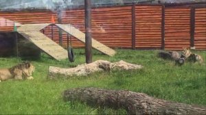 GEFG9532_29.07.2026-Видео от Светланы