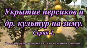 Укрытие персиков и др. культур на зиму. Серия 1.