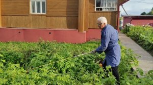 20 июля 2026 г. Завтрак, Пиратесса, травокошение, сбор вишни, колорадские, поза «зю» #дача