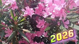 Ai 306.**СТРЕКОЗКА и МАЛЫШ**КРАСИВАЯ ПРИРОДА🌿🍃 ХОРОШЕГО ДНЯ ВСЕМ. СОЧИ. СИРИУС. ИЮЛЬ.