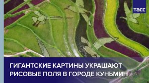 Гигантские картины украшают рисовые поля в городе Куньмин