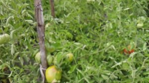 💦💦Погода портится.😔Опять помидоры🍅