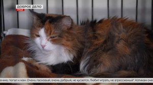 Усатые-полосатые - под надёжной защитой!