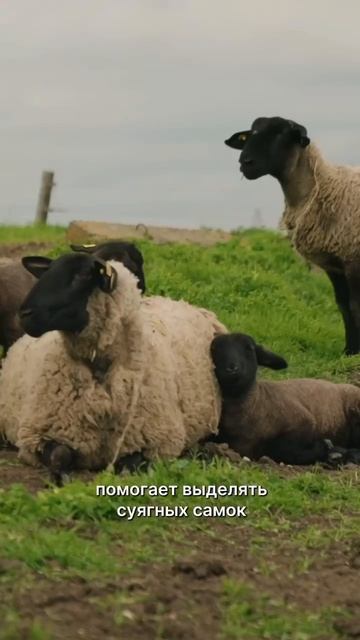 🐑 «Цифровая отара» становится еще функциональнее