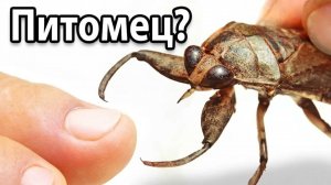 Я Завел Питомца Водяного Склопендра (чрезвычайно больно)