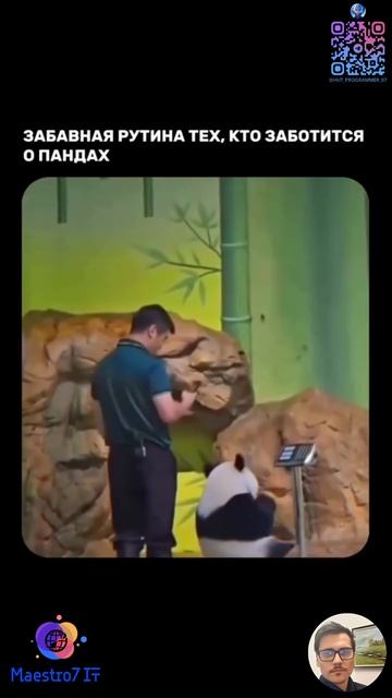 💻 Милые панды🐼