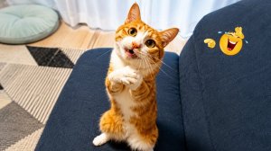 СМЕШНЫЕ КОТЫ | ЛУЧШИЕ ПРИКОЛЫ С КОТАМИ, СОБАКАМИ, КОШКИ, СОБАКИ, ЖИВОТНЫЕ, СМЕШНОЕ ВИДЕО