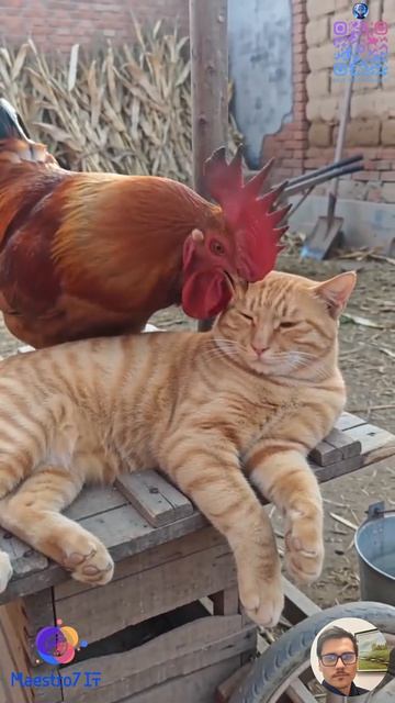 💻 Кота неправильно с утра разбудил петух 😸