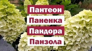 Обзор метельчатых гортензий: ПАНТЕОН, ПАНЕНКА, ПАНДОРА, ПАНЗОЛА