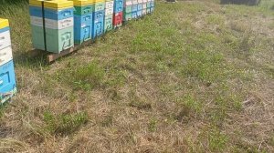 Предварительные результаты по гречишному мёду впечатляют!