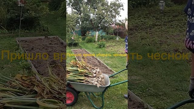 Пришло время убирать чеснок