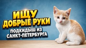 Ищу Добрые руки. Подкидыш из Санкт-Петербурга.