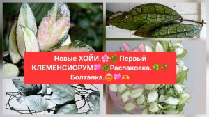 Новые ХОЙИ.🌷 Первый КЛЕМЕНСИОРУМ.🌸🍀Распаковка.🎁 Обзор. 🌼Болталка.😉🌸