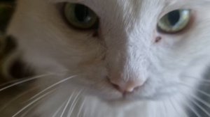 КОШКА СОНЕЧКА🥰💥🙏❤️💖
