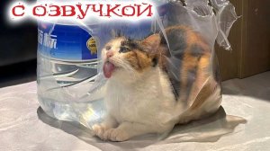 Смешные кошки и коты с озвучкой 😹 Приколы с животными до слёз