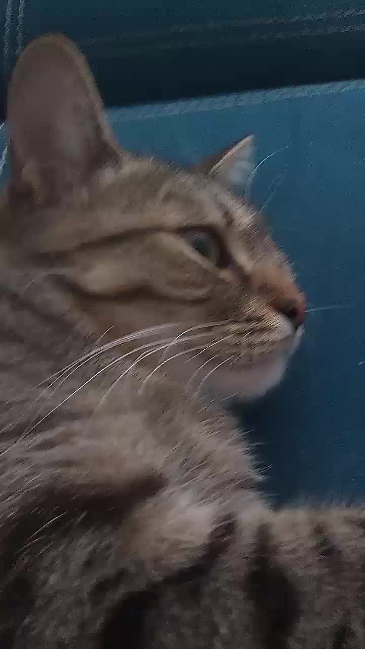 кошкам жарко