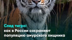 След тигра: как в России сохраняют популяцию амурского хищника