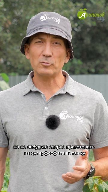 Подкормка смородины после сбора урожая