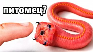 У Меня Появился Домашний Мотыль (да, это правда).