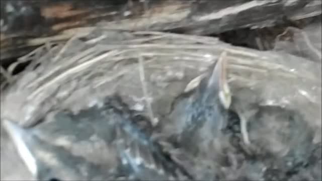 Дрозды в гнезде