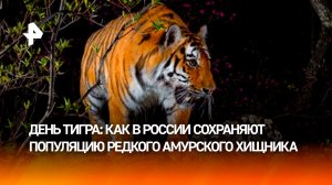 Тигры стали все чаще выходить к людям в Приморье