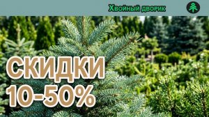 Новые позиции, скидки, небольшой обзор ассортимента. Питомник «Хвойный дворик»
