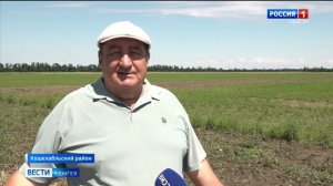 В Адыгее проводится мониторинг территорий для выявления и пресечения распространения амброзии