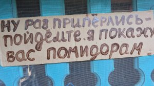 Украли томаты,когда была в больнице.Полтора месяца без полива в дождливое лето.Кладоспориоз.Тверь