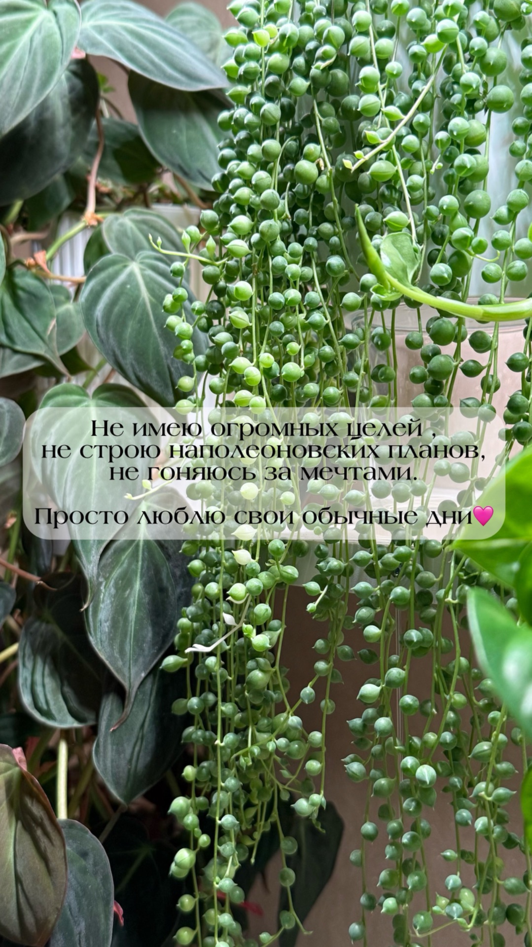 #plants #комнатныерастения #цветы