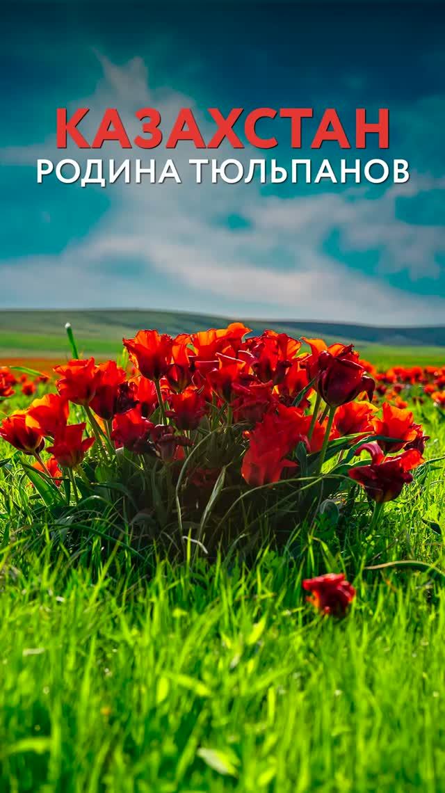 Казахстан - родина тюльпанов?