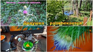 Дедушка развлекается – Чертополох, или «в стране дремучих трав».