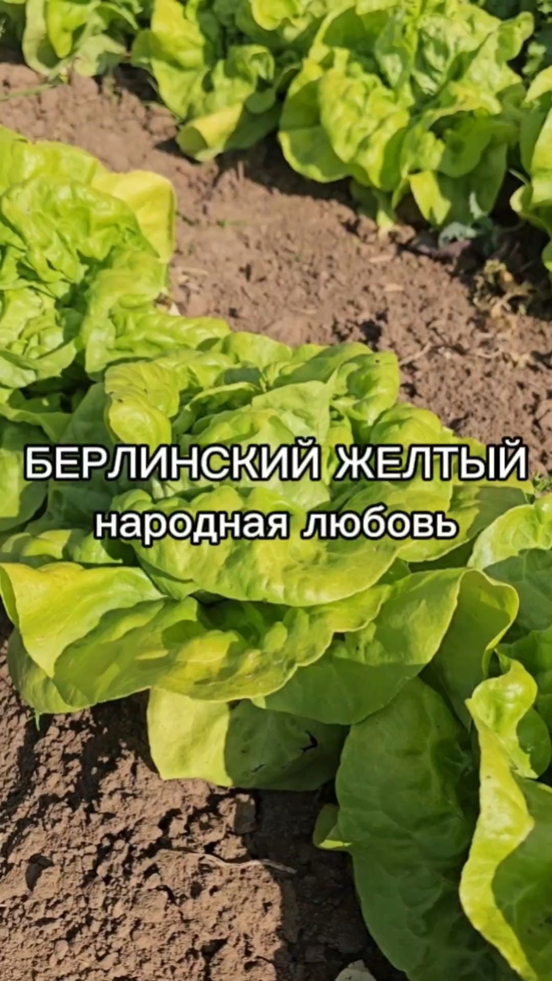 Самый ПОПУЛЯРНЫЙ кочанный салат.