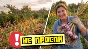 Когда убирать чеснок? Одна ошибка - и он НЕ будет храниться!