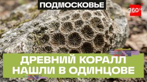 Коралл возрастом 320 миллионов лет нашли в Одинцове