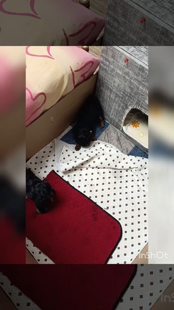 Девочка (жёлтая ленточка). Продается!!