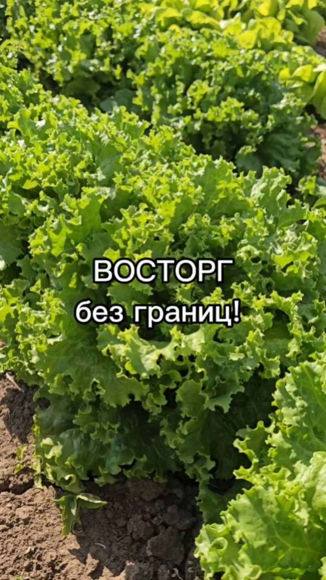 Этот салат НИКОГДА не уйдет в стрелку!