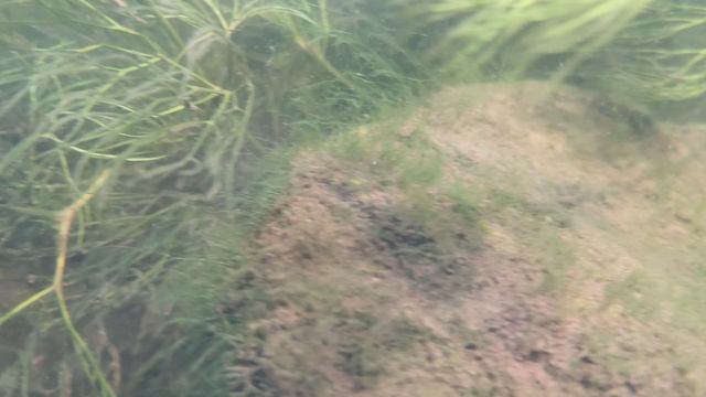 Видеосъёмка под водой на IQOO Z11