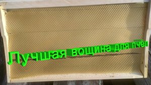 Вощина 75, 80 или 90 грамм: какая лучше для пчёл? Отвечает профессор Кашковский 🐝📏