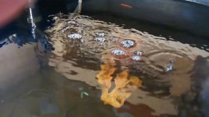 Аэратор подкидывает капельки воды над аквариумом на 10-15 сантиметров
