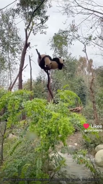 Ох уж эти Панды 🐼🐼🐼!!!