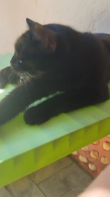 спящий коттк
