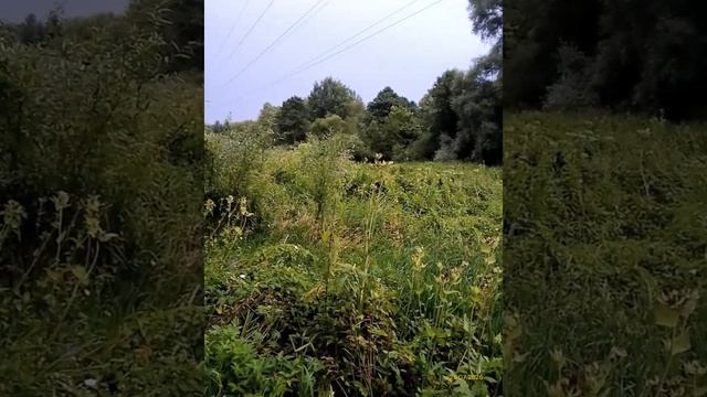 Измайловский парк 25.07.2026